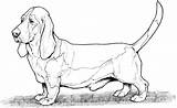 Coloring Pages Dog Hound Dogs Printable Bassett Basset Adult Lab Breed Colouring Color Breeds Sheets Difficult Animal Clipart Pound Print sketch template