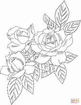 Rose Bush Coloring Pages Cecile Brunner Drawing Roses Polyantha Printable Book Drawings Amazon Adults sketch template