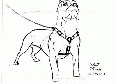 pitbull coloring pages coloring home