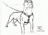 Pitbull Coloring Pages Blue Nose Pit Bull Draw Puppy Popular Foreshortening Template sketch template