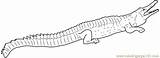 Crocodile Coloringpages101 sketch template