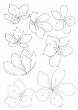 Bobbie Blomster Tegning Tegninger Til Zentangle Doodles Plante Blumen sketch template