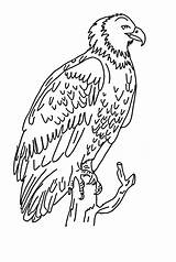 Eagle Harpy Coloring Pages Kids Outline Branch Perched Getcolorings Sun Getdrawings Drawing Template Printable Print sketch template