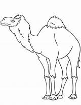 Camello Dromedario Camellos Categorías Dromedary Camels sketch template