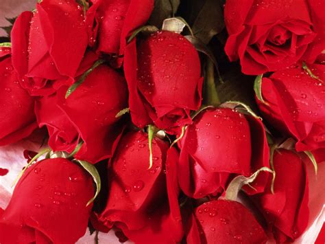 Cool Daily Pics Only Red Roses High Quality Wallpapers