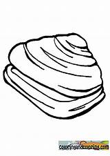 Clam Coloring Pages Results sketch template