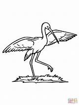 Stork Coloring Pages Storks Clipart Dance Printable sketch template