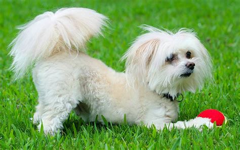 maltipoo  adorable maltese poodle mix breed dog