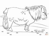 Coloring Pages Schleich Pony Shetland Template Cute sketch template