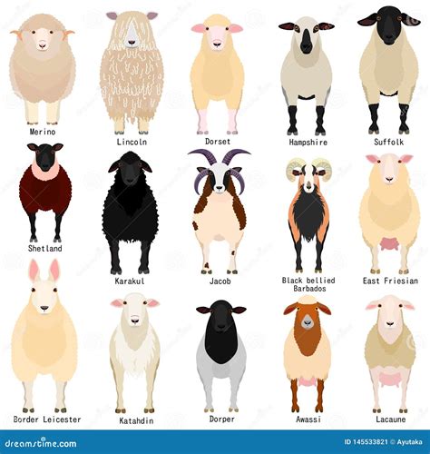sheep chart  breeds  stock vector illustration  east