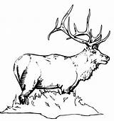 Coloring Elk Alce Deer Antler Alces Hirsch Pintarcolorir Bestcoloringpagesforkids sketch template