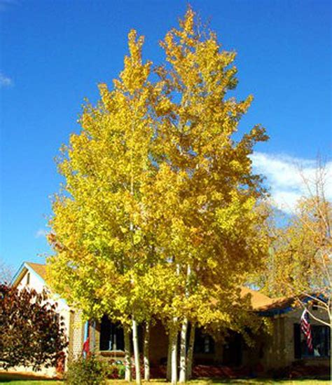 Quaking Aspens For The Driveway Or A Better Idea