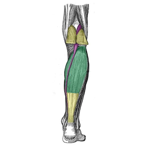 Muscles Of The Leg Anterior Lateral Posterior