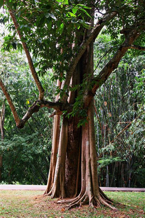 photo green tree bamboo park tropical   jooinn