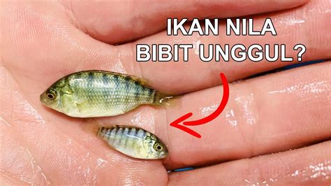 memilih bibit ikan nila berkualitas  panen berhasil youtube