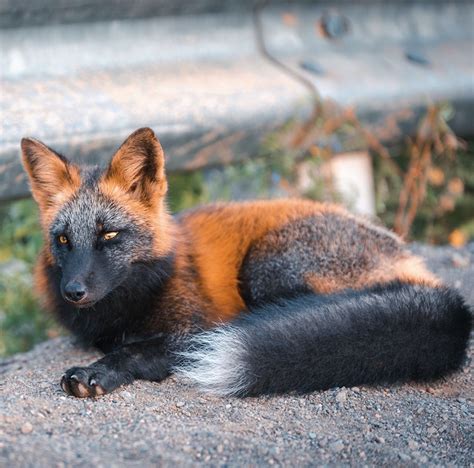 check   outstanding photographs  cross fox aka melanistic fox