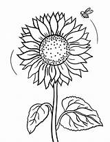 Coloring Sunflower Bumblebee Rocks sketch template