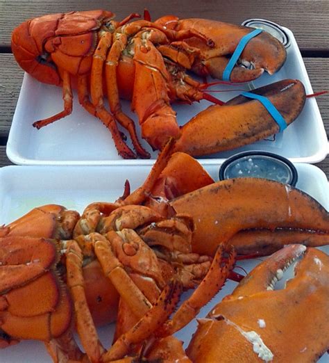 claw      maine lobster experience