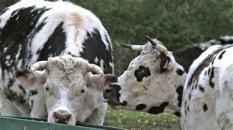 cattle eating stock video clip  science photo library