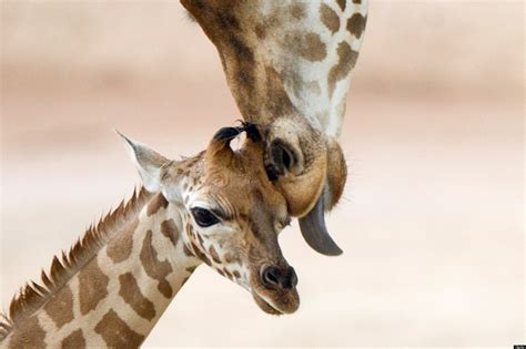 baby animals  mothers  super cute babies   moms