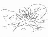 Lotus Coloring Flower Pages sketch template