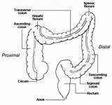 Colon Proximal Distal Flexure Hepatic Transverse Splenic Intestine Cecum Ascending Sigmoid Rectum Descending Ncbi Colorectal sketch template