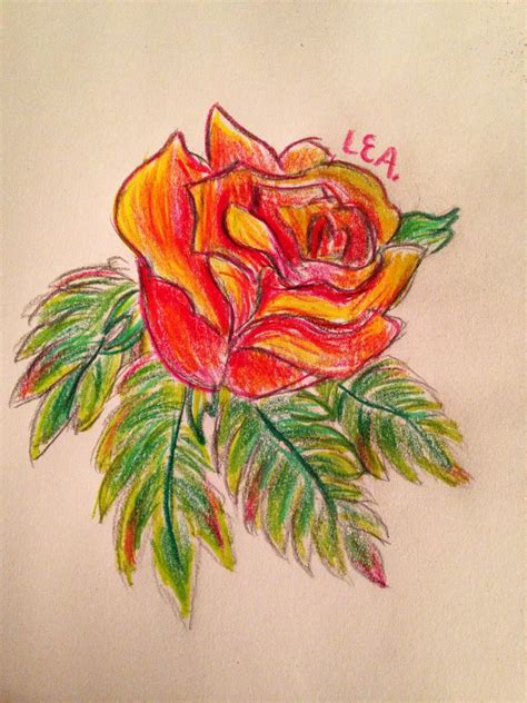 orange rose colored pencil drawing by lauren a colored