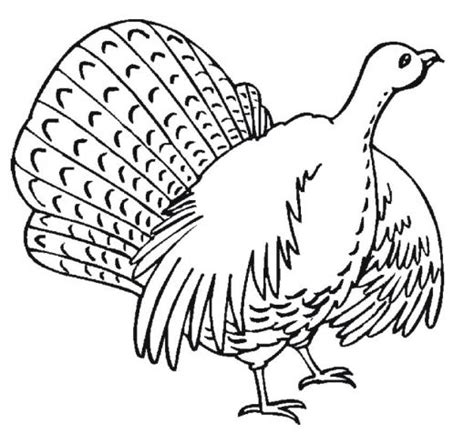 turkey coloring pages  kids coloring pages  kids