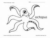 Octopus Coloring Preschool Pages Worksheet Lesson Kindergarten Planet Pre Reviewer Rating Lessonplanet sketch template