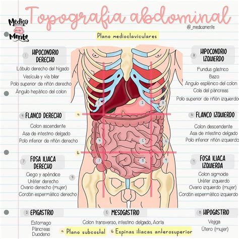 Topografía Abdominal Cosas De Enfermeria Anatomía