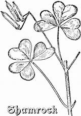 Coloring Shamrock Pages Print sketch template