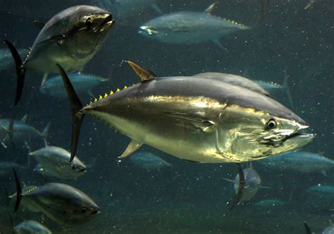 spanish restaurateur fined   illegal tuna fishing