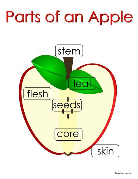 parts   apple poster apple flowers apple theme apple unit