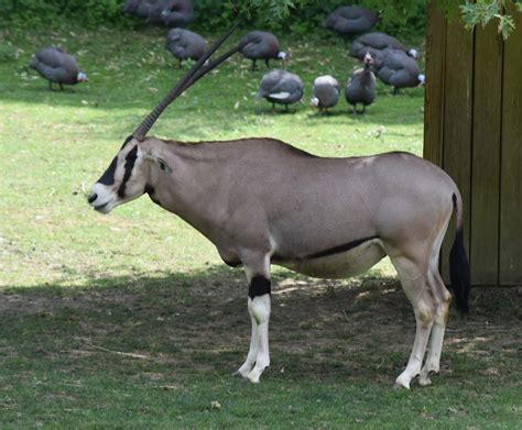 zootografiando  animals orix beisa beisa oryx oryx beisa