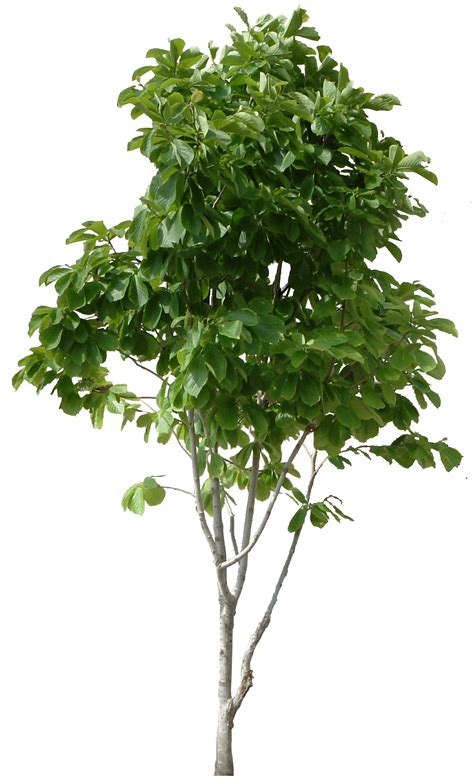 tree png