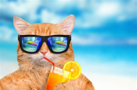 hot weather and cool cats cat tales