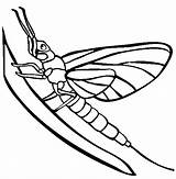 Mayfly Coloring Pages Online Insect Silverfish Template Color Animals Colorful Tattoos sketch template