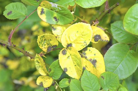 save  roses heres   fight dreaded black spot fungus black