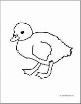 Coloring Duckling Baby Pages Getdrawings Getcolorings Clip sketch template