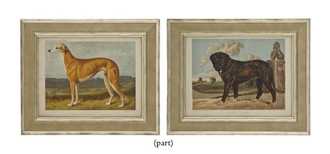 fourteen coloured lithographs  dogs