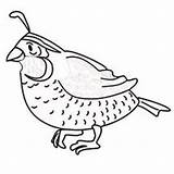 Quail Coloring Pages Preschool Printable Color Drawing Animals Realistic Kids Worksheets sketch template