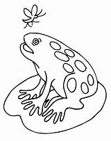 Coloring Pages Frogs Getdrawings Lilypads Lily sketch template