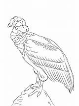 Condor Andean Andes Supercoloring Andino Cóndor Perched Designlooter Ausmalbild sketch template