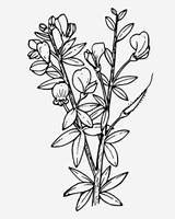 Larkspur Wildflower Broom Ladybird Webstockreview Netclipart Edit Svgsilh sketch template