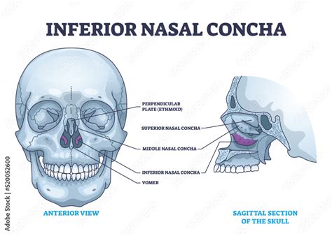inferior nasal concha location  human nose area anatomy outline