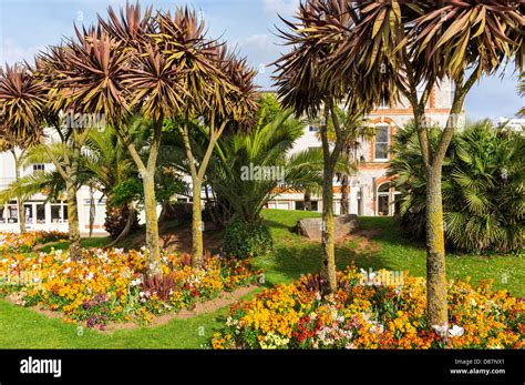 palm trees  torquay devon england uk stock photo  alamy