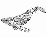 Whale Zentangle Vector Humpback Stylized Coloring Clip Sketch Illustration Tattoo Illustrations Preview Similar sketch template