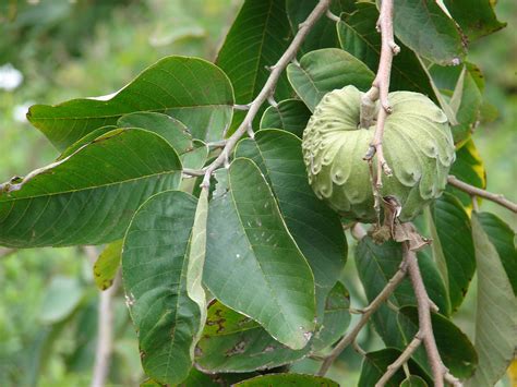 cherimoya world crops