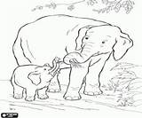 Elephants Elefante Elefantes Feeds Kleurplaten Alimenta Olifanten Olifant Voedt Bebê Elefantito Babyolifant Oncoloring sketch template