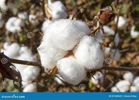 cotton bol  plant stock image image  natural america
